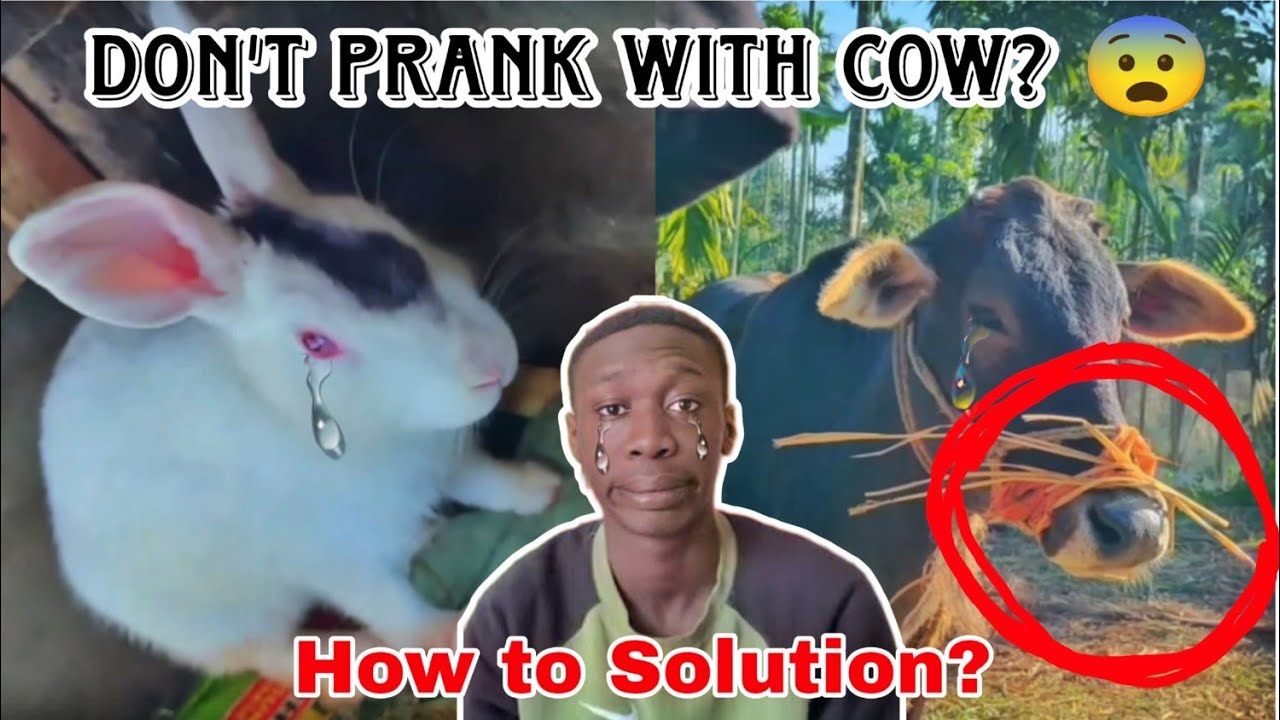Prank Rabbits Don't Prank With Cow? || rabbit prank heart attack || family vlog video ...