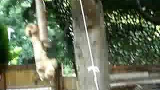 toggle release  net trap