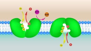 Human Physiology  Proximal Convoluted Tubule: Reabsorption of Na, Glucose, Amino Acids and Chloride