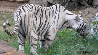 White Tigress : Meera eating grass just coming from the house | Zoological Park