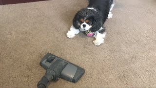 Dog reacts to vacuum cleaner