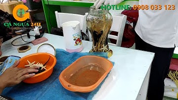 Hướng Dẫn Cách Ngâm Rượu Cá Ngựa Sống Hiệu Quả 2019