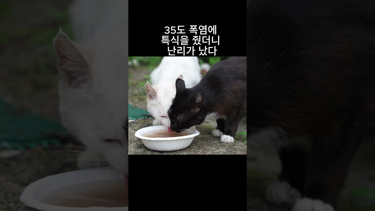 폭염 특식