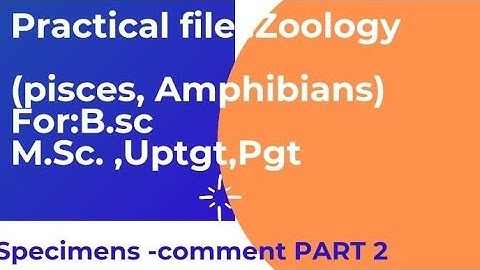 Zoology practical file:Pisces and Amphibians  #bsc #msc #bsc1styear #msc2sem