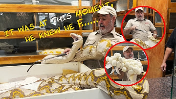 Pulling Snake Eggs from a Grumpy PYTHON😳