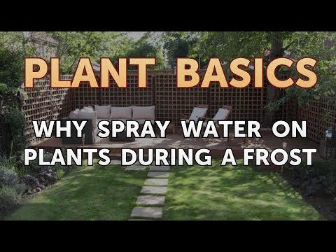 Why Spray Water on Plants During a Frost