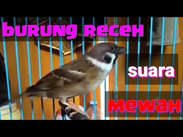 masteran kasar burung receh suara ngak recehan (mewah) gereja tarung nyrecet panjang. class=