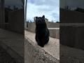 防波堤の黒猫ちゃんカワイイ thumbnail