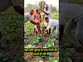 देसी जुगाड़ से पत्ता गोभी की कटाई! 😱 किसान का अनोखा तरीका | AI Video #shorts