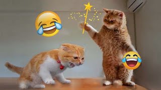 Best Cats Videos  Funny Animal Moments # 23