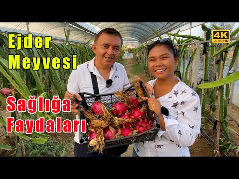 Ejder Meyvesinin Faydaları | Sağlığa Faydaları Nelerdir