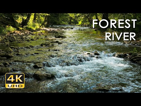 4K Forest River - Stream Sounds for Sleeping - No Birds - Relaxing Nature  Video - Water Flowing 10 h 