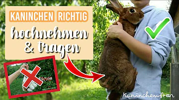 Sollte man Kaninchen auf den Arm nehmen?