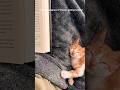 The biggest blessing I’ve ever been given #orangekitten #cats #rescuestrays #shorts