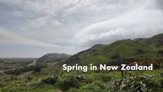 Download Lagu A Spring Day in New Zealand | Hiking, Cafe, Bakery, Beaches MP3 Download Lagu A Spring Day in New Zealand | Hiking, Cafe, Bakery, Beaches MP3