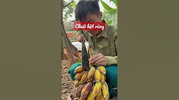 Chuối hột rừng, hạt nhiều nhưng tốt cho sức khoẻ