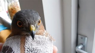 Vroege Vogels - Sperwer tegen het raam