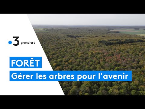 Comment gérer les arbres des forêts pour préparer l'avenir et le réchauffement climatique