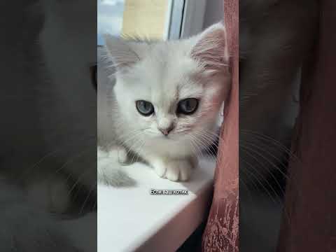 Как отучить котенка