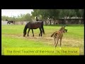 Mare Horse Attacks Baby Foal For No Reason?  Or Maybe There Was A Reason - Horse Body Language