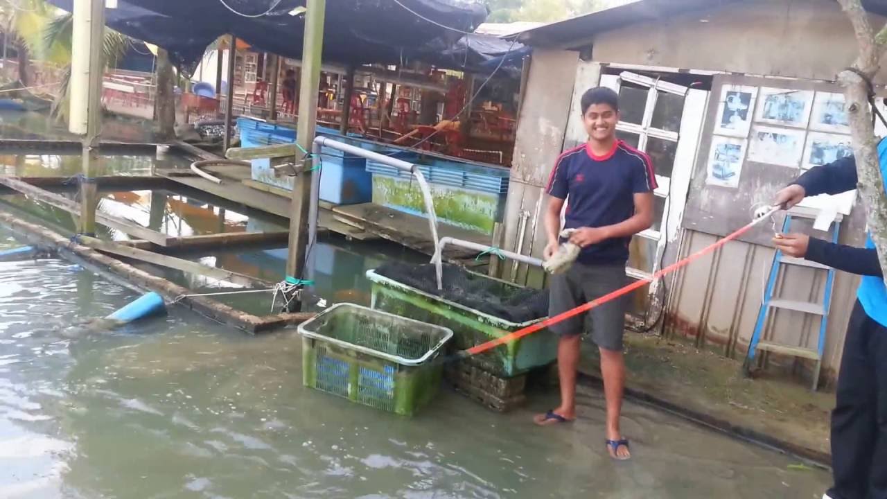 Singapore pay ponds fishing Iwan Westangler FW3 Alligator gar. 17kgs