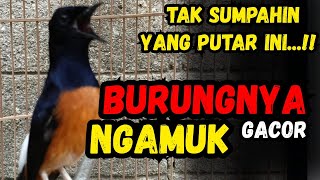 Pancingan Murai Batu GACOR sangat ampuh jadikan murai batu cepat NYAUT  bunyi GACOR