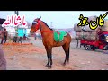 Rider horse for sale location lahore new