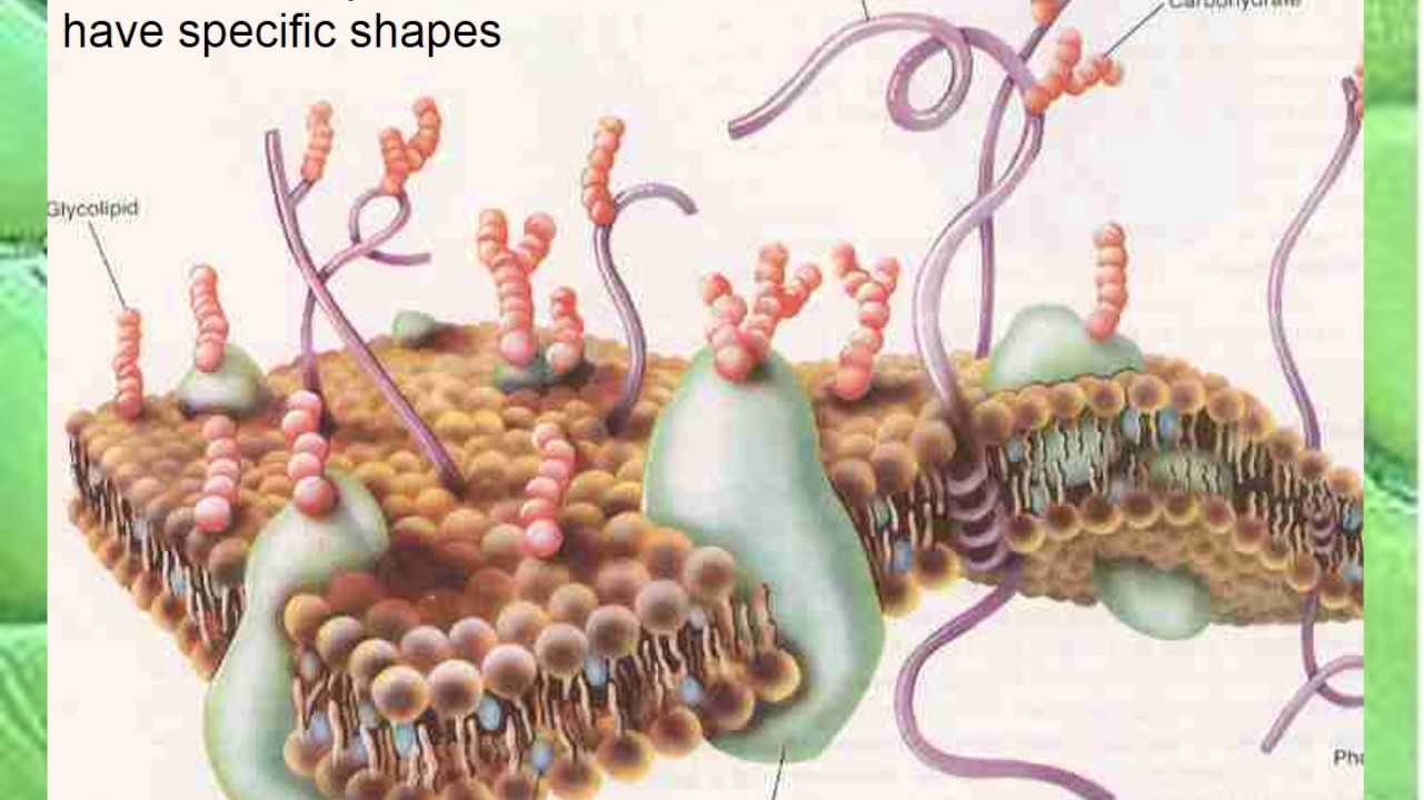 How Cell Membrane Adapted To Its Function Structure : Functions and Diagram
