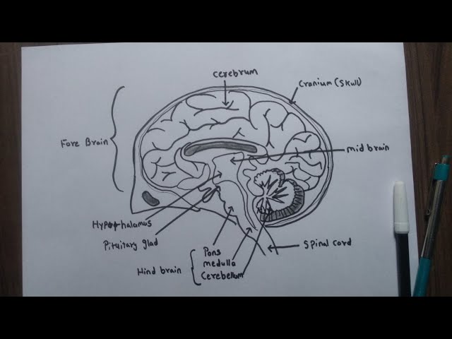 Illustration Of Human Brain #2 Spiral Notebook by Science Source - Science  Source Prints - Website
