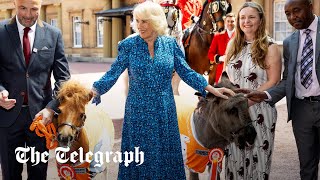 The Queen feeds Alfie the ‘greedy’ donkey and LaLa the Shetland pony during charity reception