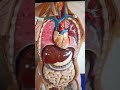 Gallbladder_&_liver in human body / मानव शरीर में पित्ताशय_और_यकृत # short # viral....