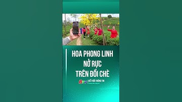 Hoa Phong Linh nở rực trên đồi chè