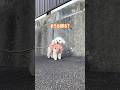 お散歩の途中で「おうち帰る?」と聞くとこうなります #shorts #トイプードル #可愛い犬