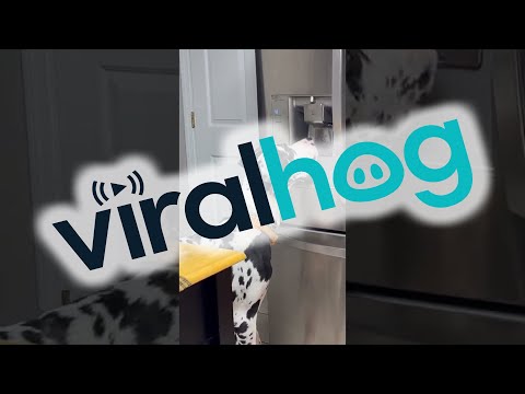 Great Dane Whines for Ice Cubes From Refrigerator || ViralHog
