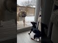 “They Was TOUGH… Until the Door Opened 😭🐶” #funny #comedy #dog #pets