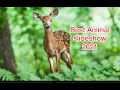 Best Animal Slideshow 2021