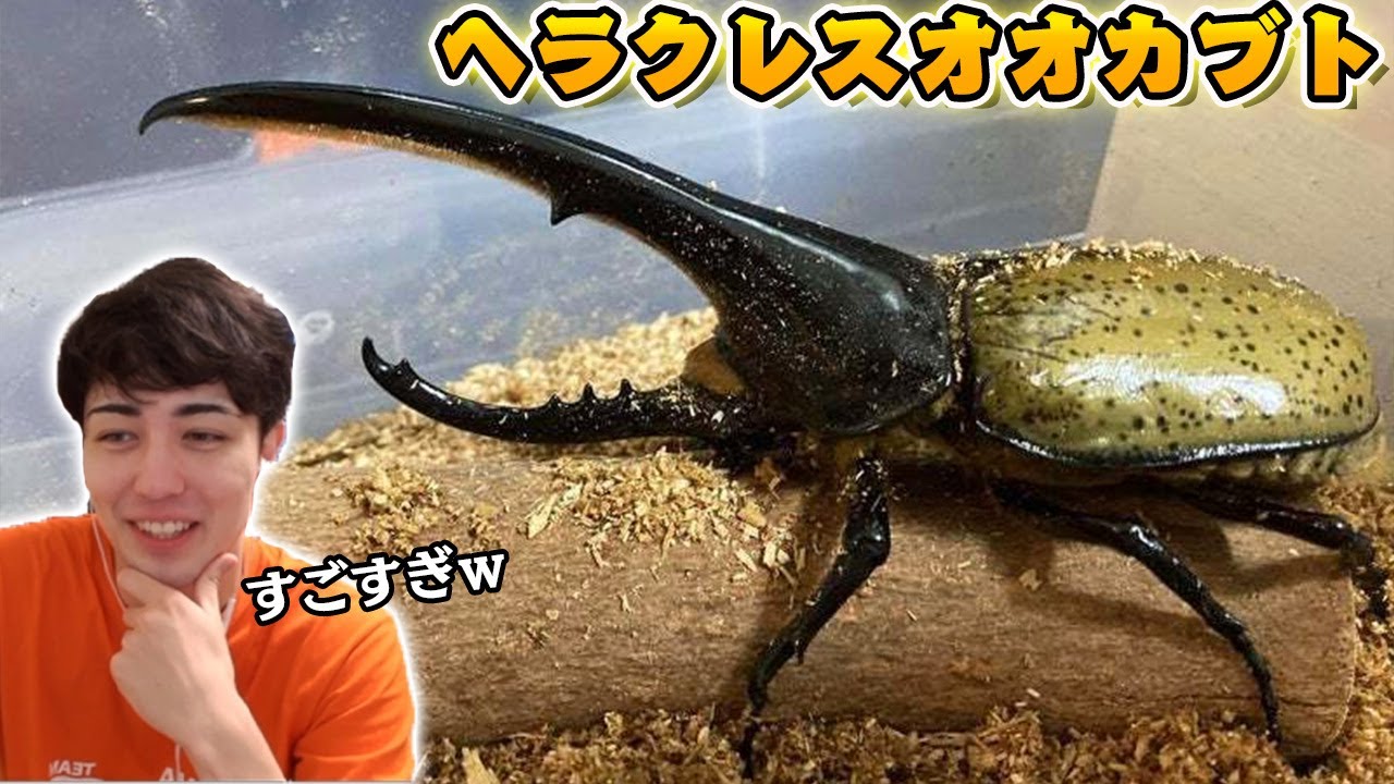 【第２回】視聴者のカブトムシ紹介！ヘラクレスオオカブトきたｗｗｗ