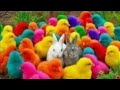 Tangkap Ayam Lucu, ayam warna wrni, ayam rainbow, kelinci lucu, bebek lucu, ikan koi, H