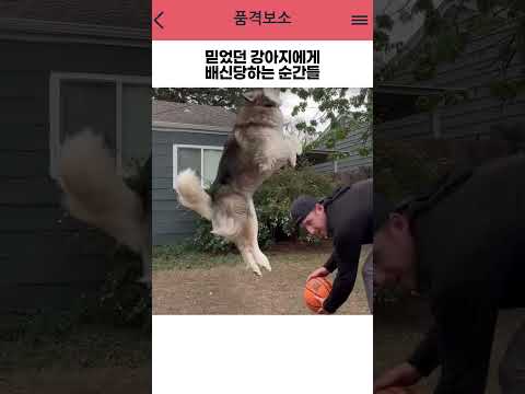 믿었던 강아지한테 물리적으로 배신당하는 순간들 🐕💥 #shorts thumbnail