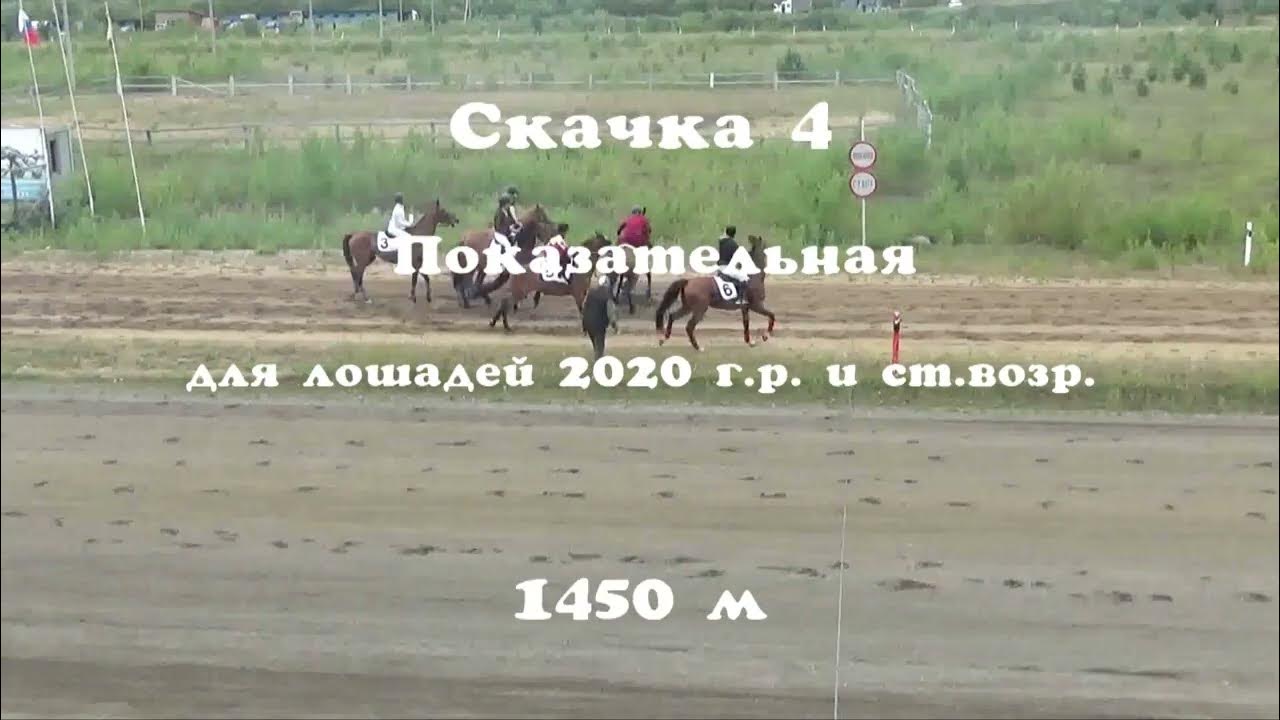 Лошадям 2020 год