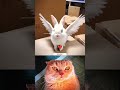 Rabbits wings😳 ll cat bombastic #popular #shorts