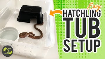 Setting up a Hatchling Snake Enclosure/Tub - Cookies Critters - 2021