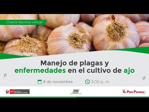 Video: Problemas de las plantas de ajo en los jardines - Manejo de plagas y enfermedades del ajo