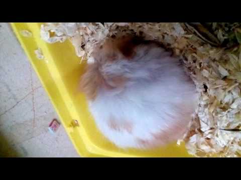 Explosion of hamster