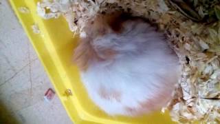Explosion of hamster