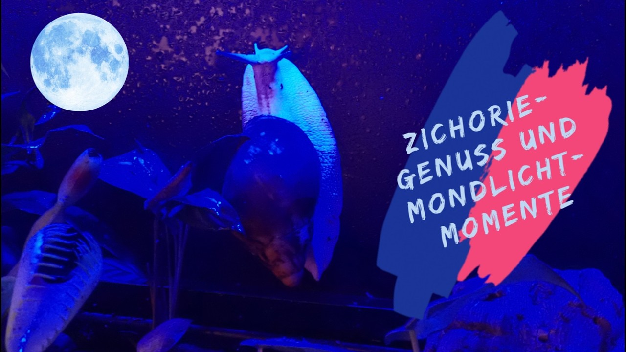 Schleimspuren der Woche 🐌 | Zichorie-Genuss & Mondlicht-Momente | Achatschnecken