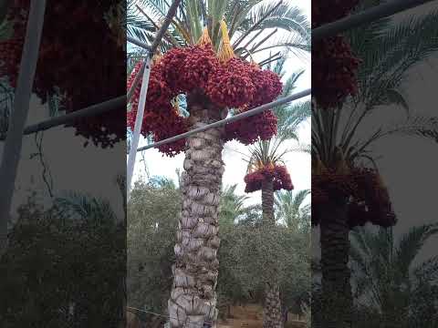 موسم البلح أشجار النخيل