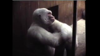 Gorila Albino Copito De Nieve, Barcelona 1979
