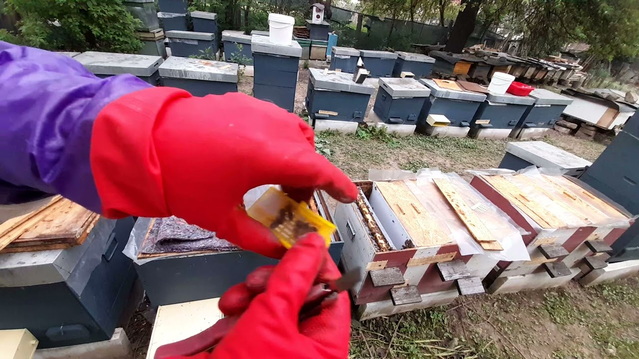 Formarea nucleelor pentru REGINE VIRGINE si adaugarea acestora ZIUA 1 .