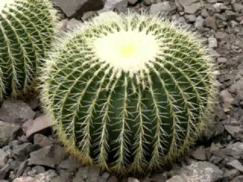 Video: Je Li Moguće Davati Kaktuse